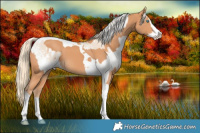 Horse Color:White Spotted Cremello Splash  and Gray Cremello Splash Tobiano 