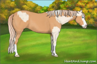 Horse Color:Cremello Splash and Gray Cremello Splash