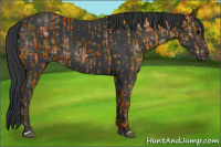 Horse Color:Black and Black