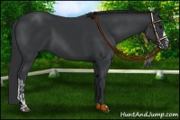 Horse Color:Black and Black