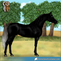 Horse Color:Void White Spotted Buckskin Dun Mushroom Appaloosa 