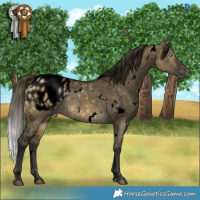 Horse Color:Void White Spotted Buckskin Dun Mushroom Appaloosa