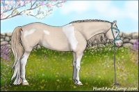 Horse Color:Perlino Sabino Tobiano  and Perlino Sabino Splash 