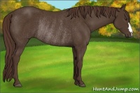 Horse Color:Liver Chestnut Rabicano 