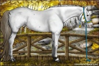 Horse Color:Smoky Black Near Fewspot 