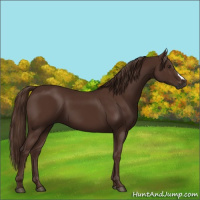 Horse Color:Gray Chestnut 