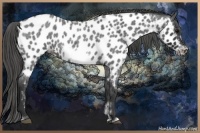 Horse Color:Blue Roan Sabino Frame Appaloosa