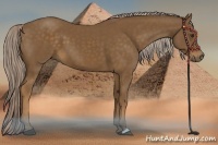 Horse Color:Chocolate Palomino 
