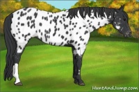 Horse Color:Black Near Leopard