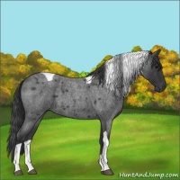 Horse Color:Blue Roan Tobiano