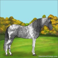 Horse Color:Blue Roan Tobiano