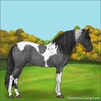 Horse Color:Blue Roan Tobiano
