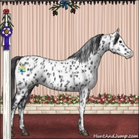 Horse Color:Black Near Leopard  and Black Near Leopard Rabicano 