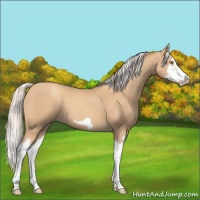 Horse Color:Silver Classic Champagne Splash Frame 