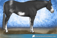 Horse Color:White Spotted Black Sabino Frame 