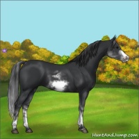 Horse Color:White Spotted Black Sabino Frame