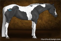 Horse Color:Black Tobiano 