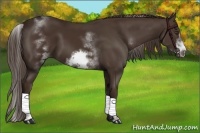 Horse Color:White Spotted Liver Chestnut Sabino Frame 