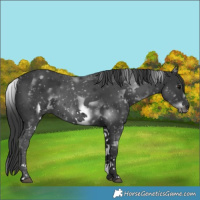 Horse Color:White Spotted Black Sabino Frame