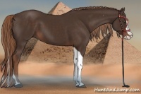 Horse Color:Liver Chestnut Splash Tobiano 