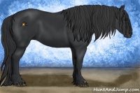 Horse Color:Black and Black