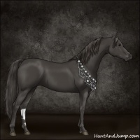 Horse Color:Smoky Black 