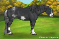 Horse Color:White Spotted Black Sabino Frame 