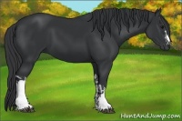 Horse Color:Black  and Black 
