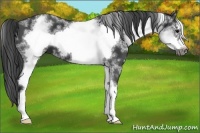 Horse Color:White Spotted Black Sabino Frame 