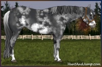 Horse Color:White Spotted Black Sabino Frame 