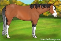 Horse Color:Bay Splash 