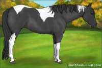 Horse Color:Blue Roan Tobiano
