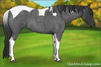 Horse Color:Blue Roan Tobiano 