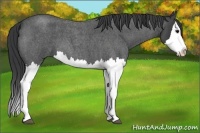Horse Color:Blue Roan Splash 