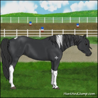Horse Color:Black Tobiano 