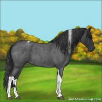 Horse Color:Blue Roan Tobiano