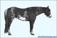 Horse Color:White Spotted Black Sabino Frame 