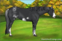Horse Color:White Spotted Black Sabino Frame 