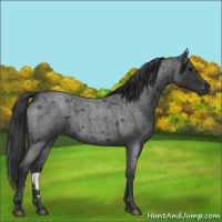 Horse Color:Blue Roan