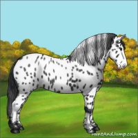 Horse Color:Black Near Leopard 