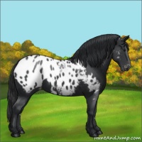 Horse Color:Black Appaloosa
