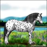 Horse Color:Black Appaloosa