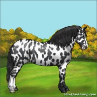 Horse Color:Black Appaloosa
