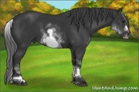 Horse Color:White Spotted Black Sabino Frame 