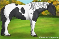 Horse Color:Black Tobiano 