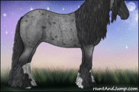 Horse Color:Blue Roan