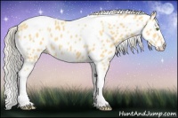 Horse Color:Silver Classic Cream Champagne Roan Splash Tobiano Frame Appaloosa Rabicano 