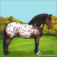 Horse Color:Bay Appaloosa