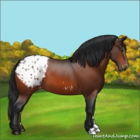 Horse Color:Bay Appaloosa 