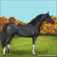 Horse Color:Blue Roan Tobiano 
